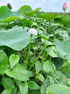 From Pig Feed to Gourmet: 3 Wild Vegetables Trending in Cities - image 1