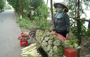 From Pig Feed to Gourmet: 3 Wild Vegetables Trending in Cities - image 3