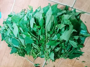From Pig Feed to Gourmet: 3 Wild Vegetables Trending in Cities - image 7