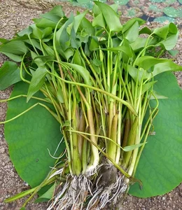 From Pig Feed to Gourmet: 3 Wild Vegetables Trending in Cities - image 6