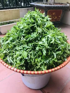 From Pig Feed to Gourmet: 3 Wild Vegetables Trending in Cities - image 5
