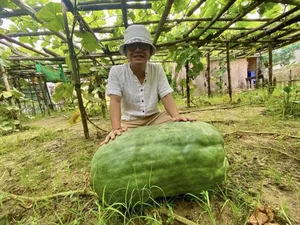 Inside the Late Artist Giang Coi's Spectacular 10,000m2 Garden Estate - image 8
