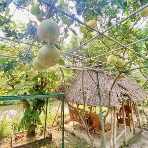 Inside the Late Artist Giang Coi's Spectacular 10,000m2 Garden Estate - image 2