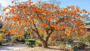 Persimmon Tree: A Symbol of Luck and Prosperity Cherished by Ancestors | 023108 - image 5