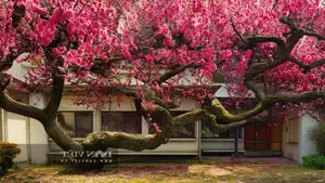 Persimmon Tree: A Symbol of Luck and Prosperity Cherished by Ancestors | 023108 - image 7