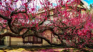 Persimmon Tree: A Symbol of Luck and Prosperity Cherished by Ancestors | 023108 - image 0