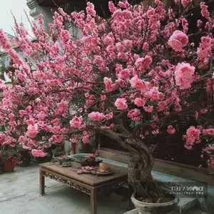 Persimmon Tree: A Symbol of Luck and Prosperity Cherished by Ancestors | 023108 - image 4