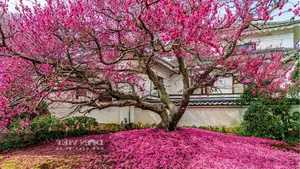 Persimmon Tree: A Symbol of Luck and Prosperity Cherished by Ancestors | 023108 - image 1