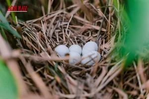 From 'Death Zone' to Sanctuary: The Incredible Restoration of a Bird Paradise - image 1