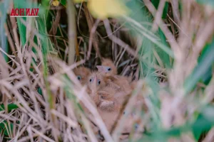 From 'Death Zone' to Sanctuary: The Incredible Restoration of a Bird Paradise - image 5