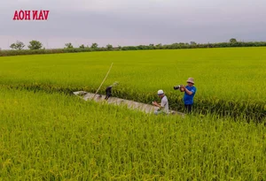 From 'Death Zone' to Sanctuary: The Incredible Restoration of a Bird Paradise - image 7