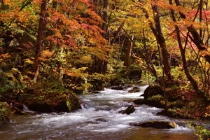 Ultimate Travel Guide: The Most Beautiful Autumn Foliage Spots in Japan - image 0