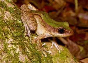 Vietnam Wildlife Through the Lens: Stunning Photography by International Travelers and Nature Enthusiasts - image 0