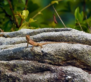 Vietnam Wildlife Through the Lens: Stunning Photography by International Travelers and Nature Enthusiasts - image 8