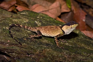 Vietnam Wildlife Through the Lens: Stunning Photography by International Travelers and Nature Enthusiasts - image 11