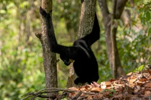 Vietnam Wildlife Through the Lens: Stunning Photography by International Travelers and Nature Enthusiasts - image 1