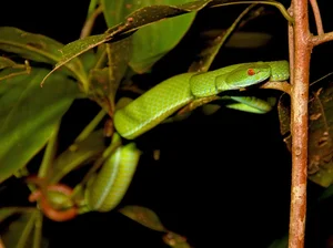 Vietnam Wildlife Through the Lens: Stunning Photography by International Travelers and Nature Enthusiasts - image 12