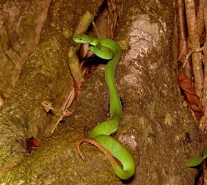 Vietnam Wildlife Through the Lens: Stunning Photography by International Travelers and Nature Enthusiasts - image 7