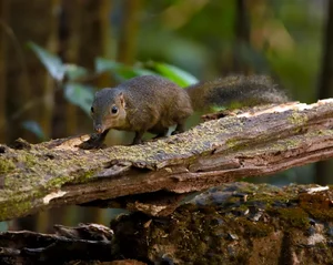Vietnam Wildlife Through the Lens: Stunning Photography by International Travelers and Nature Enthusiasts - image 5