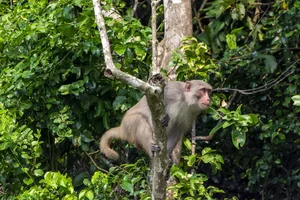 Vietnam Wildlife Through the Lens: Stunning Photography by International Travelers and Nature Enthusiasts - image 2