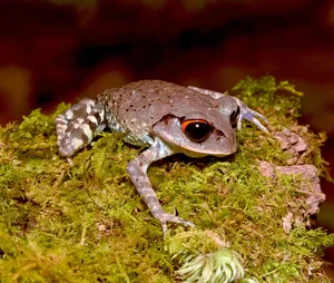 Vietnam Wildlife Through the Lens: Stunning Photography by International Travelers and Nature Enthusiasts - image 10