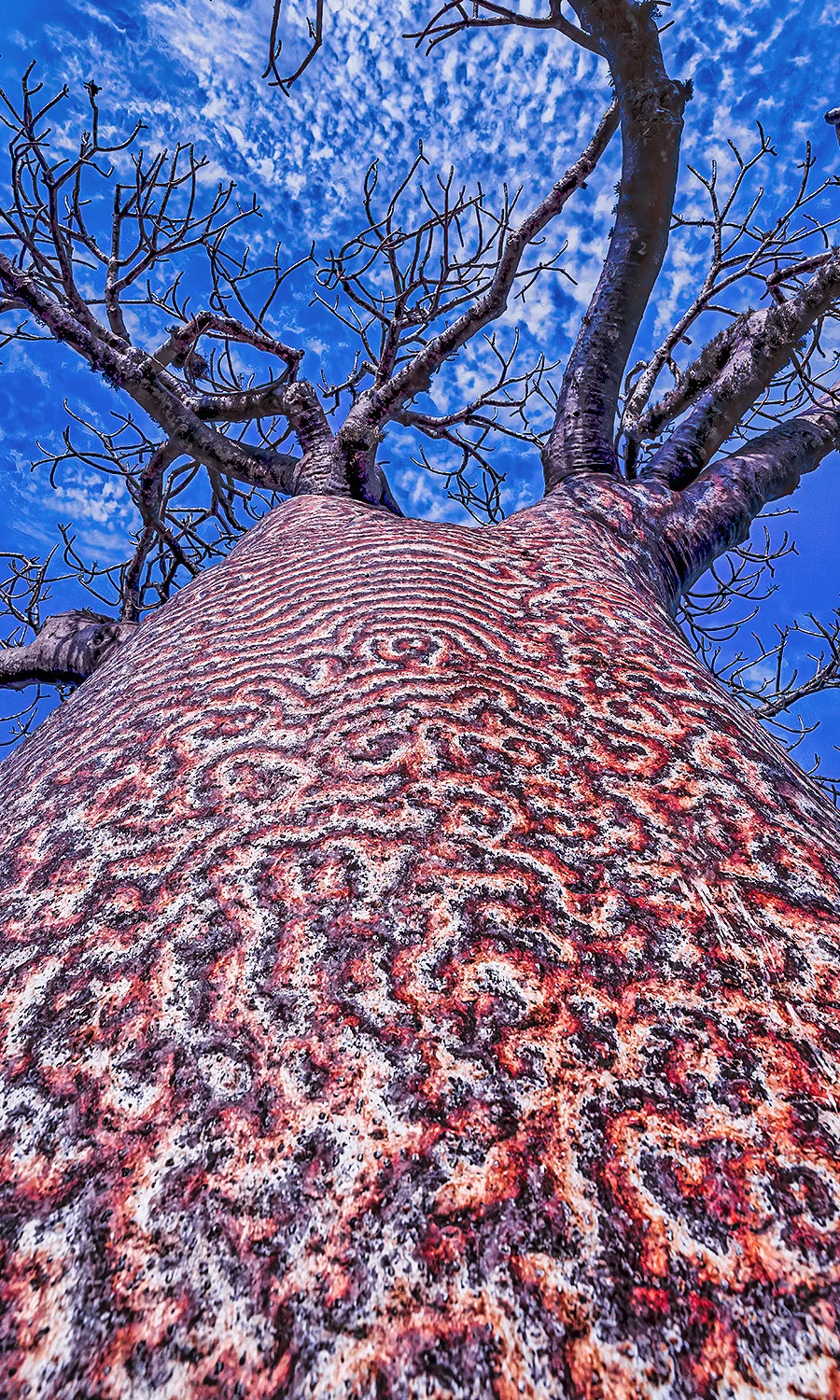 A Journey to Madagascar: Witnessing the Majestic Baobab Trees of Africa