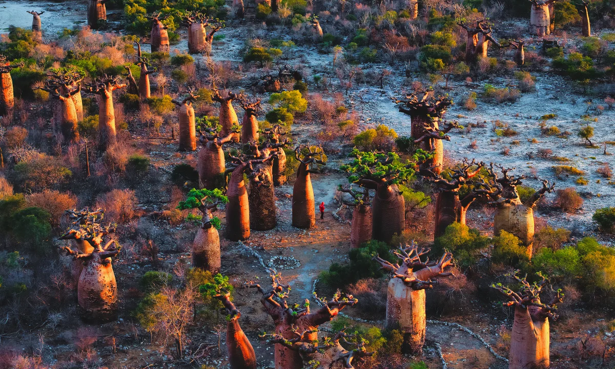 A Journey to Madagascar: Witnessing the Majestic Baobab Trees of Africa