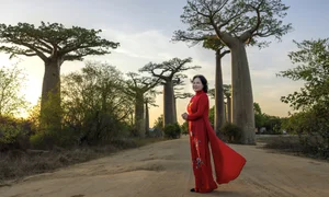 A Journey to Madagascar: Witnessing the Majestic Baobab Trees of Africa - image 11
