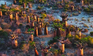 A Journey to Madagascar: Witnessing the Majestic Baobab Trees of Africa - image 4