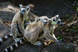 A Journey to Madagascar: Witnessing the Majestic Baobab Trees of Africa - image 9