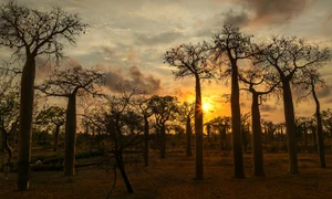 A Journey to Madagascar: Witnessing the Majestic Baobab Trees of Africa - image 6