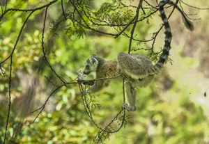 A Journey to Madagascar: Witnessing the Majestic Baobab Trees of Africa - image 5