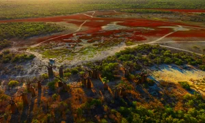 A Journey to Madagascar: Witnessing the Majestic Baobab Trees of Africa - image 2