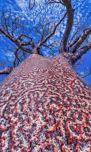 A Journey to Madagascar: Witnessing the Majestic Baobab Trees of Africa - image 0