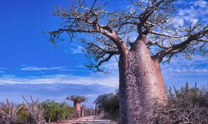 A Journey to Madagascar: Witnessing the Majestic Baobab Trees of Africa - image 1