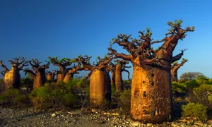 A Journey to Madagascar: Witnessing the Majestic Baobab Trees of Africa - image 3
