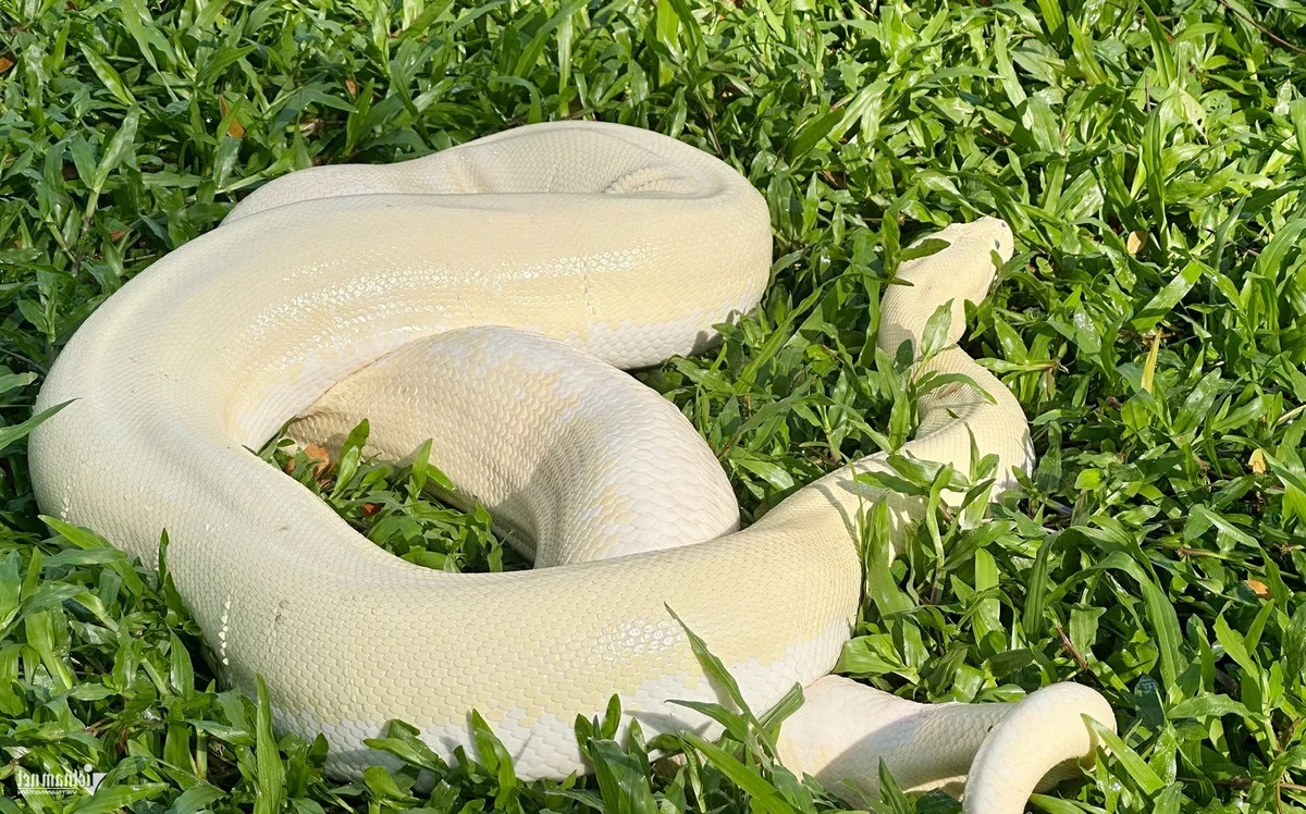 The Rare Albino Python: A Majestic Resident of Dong Tam Snake Farm