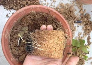 Prevent Root Rot and Boost Flower Growth with This Simple Potting Hack - image 1