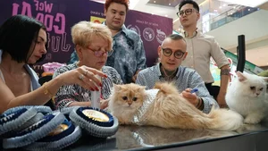 Vietnam’s Largest Cat Show: 100 Elite Pedigrees Compete for Top Honors - image 1