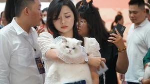 Vietnam’s Largest Cat Show: 100 Elite Pedigrees Compete for Top Honors - image 0