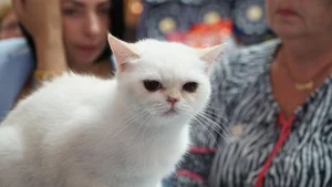 Vietnam’s Largest Cat Show: 100 Elite Pedigrees Compete for Top Honors - image 5