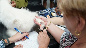 Vietnam’s Largest Cat Show: 100 Elite Pedigrees Compete for Top Honors - image 4