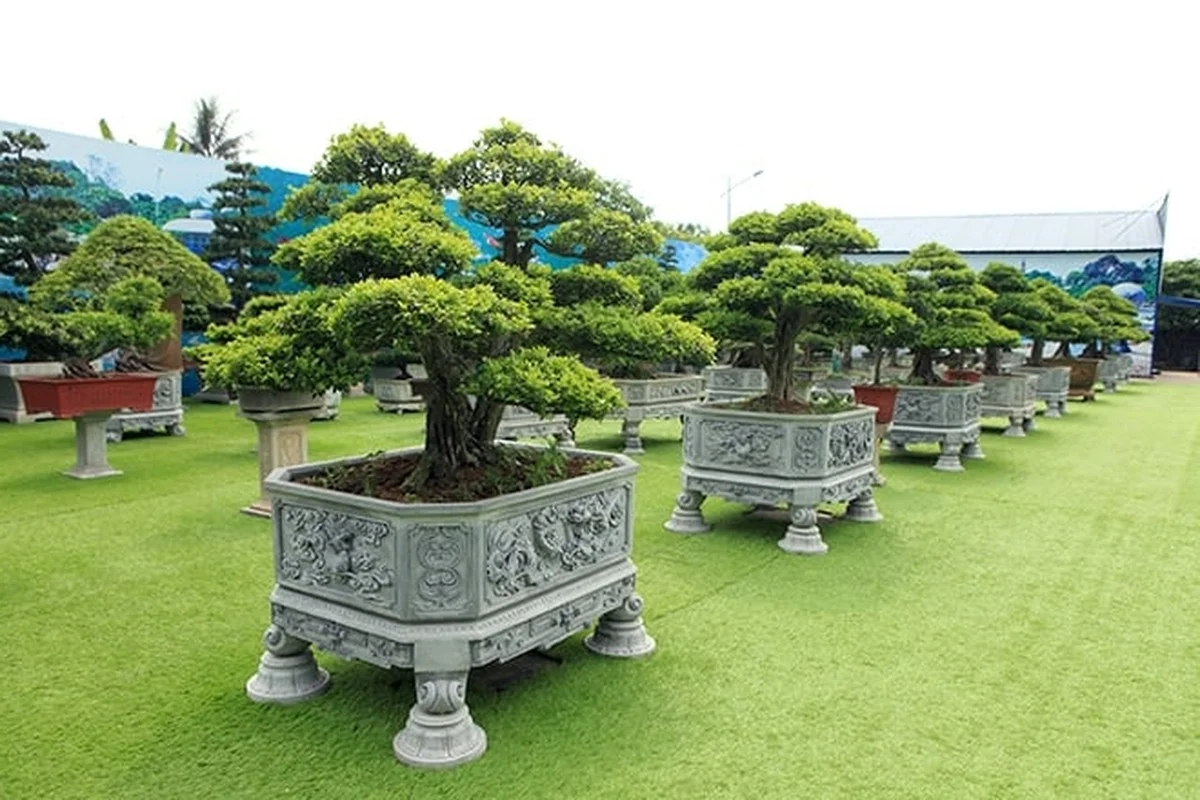 The Billion-Dong Transformation: From Common Hedge to Bonsai Masterpiece