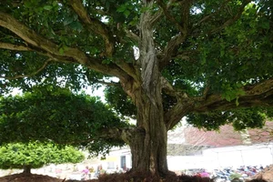 The Billion-Dong Transformation: From Common Hedge to Bonsai Masterpiece - image 8