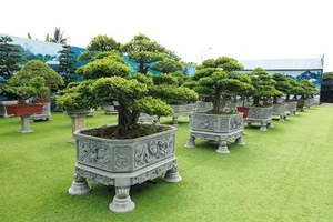 The Billion-Dong Transformation: From Common Hedge to Bonsai Masterpiece - image 0