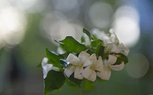 The Billion-Dong Transformation: From Common Hedge to Bonsai Masterpiece - image 1