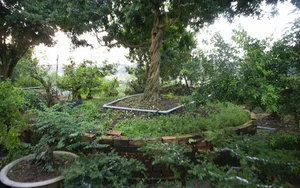 The Billion-Dong Transformation: From Common Hedge to Bonsai Masterpiece - image 6
