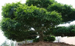 The Billion-Dong Transformation: From Common Hedge to Bonsai Masterpiece - image 4