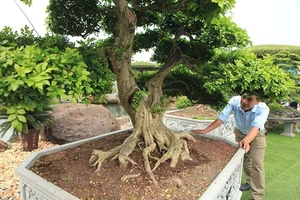 The Billion-Dong Transformation: From Common Hedge to Bonsai Masterpiece - image 5