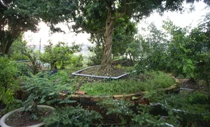 The Billion-Dong Transformation: From Common Hedge to Bonsai Masterpiece - image 9